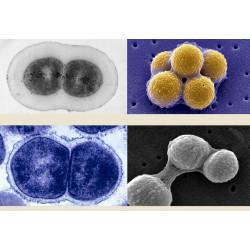 Science jewelry Streptococcus pneumoniae bacteria necklace
